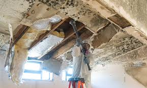 Best Emergency Mold Remediation  in Avra Valley, AZ